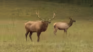 Elk in Maggie Valley