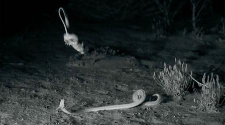 Video thumbnail: Planet California Kangaroo Rat vs. Snake