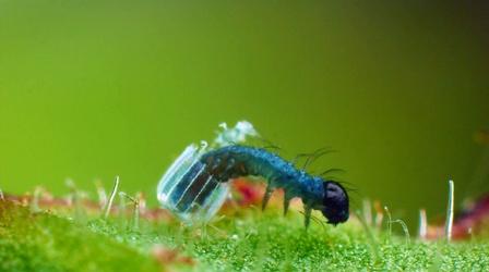 Video thumbnail: Nature Baby Caterpillar Hatches from Tiny Butterfly Egg