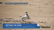 3 Piping Plovers Released at Montrose Beach