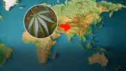 The Hazy Evolution of Cannabis
