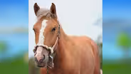 Horses