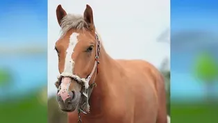 Horses