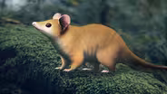 How South America Made the Marsupials