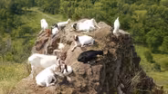 Goat Prairies