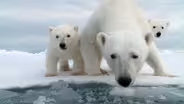 Snow Bears