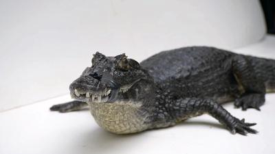 Creature Clip: Yacare Caiman