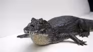 Creature Clip: Yacare Caiman
