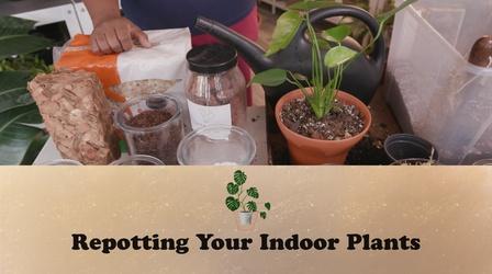 Video thumbnail: Let's Grow Stuff Repotting Indoor Plants