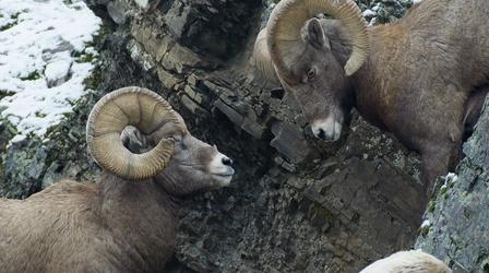 Rams Battle for Right to Mate
