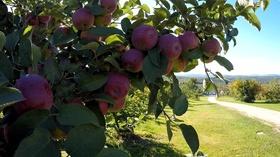Video thumbnail: Assignment: Maine Apple Harvest at Ricker Hill