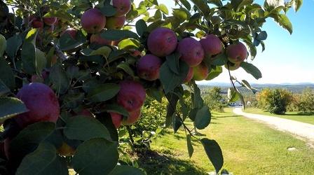 Video thumbnail: Assignment: Maine Apple Harvest at Ricker Hill
