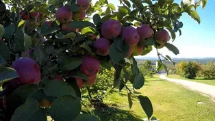 Apple Harvest at Ricker Hill