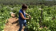 California Winemakers Work to Benefit the Environment