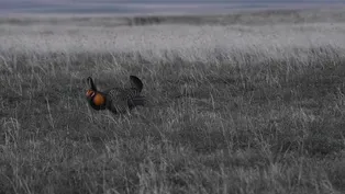 Prairie Strut: Sage Grouse and Prairie Chicken Dances