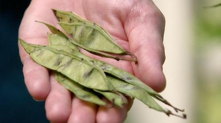 Video thumbnail: Virginia Home Grown VHG Clippings: Specialty Crops & Seeds