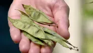 VHG Clippings: Specialty Crops & Seeds