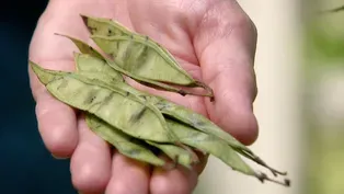VHG Clippings: Specialty Crops & Seeds