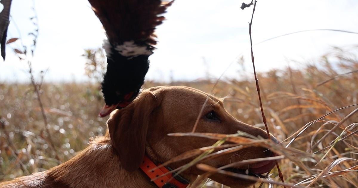 This week's episode of Prairie Sportsman features a behind-the