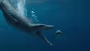 T-Rex vs. Jurassic Sea Monster
