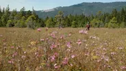 Crowberry Bog