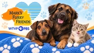 Seven Up, Bandit and Abu | Mark's Furry Friends