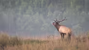 Rabbit Hunt, Trophy Catfish, Elk Research