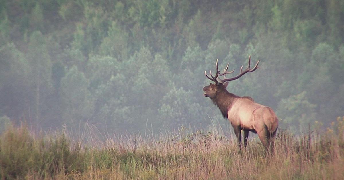 Kentucky Afield Rabbit Hunting, Crow Hunting, Capturing Elk, and More