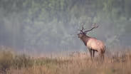 Rabbit Hunting, Crow Hunting, Capturing Elk, and More