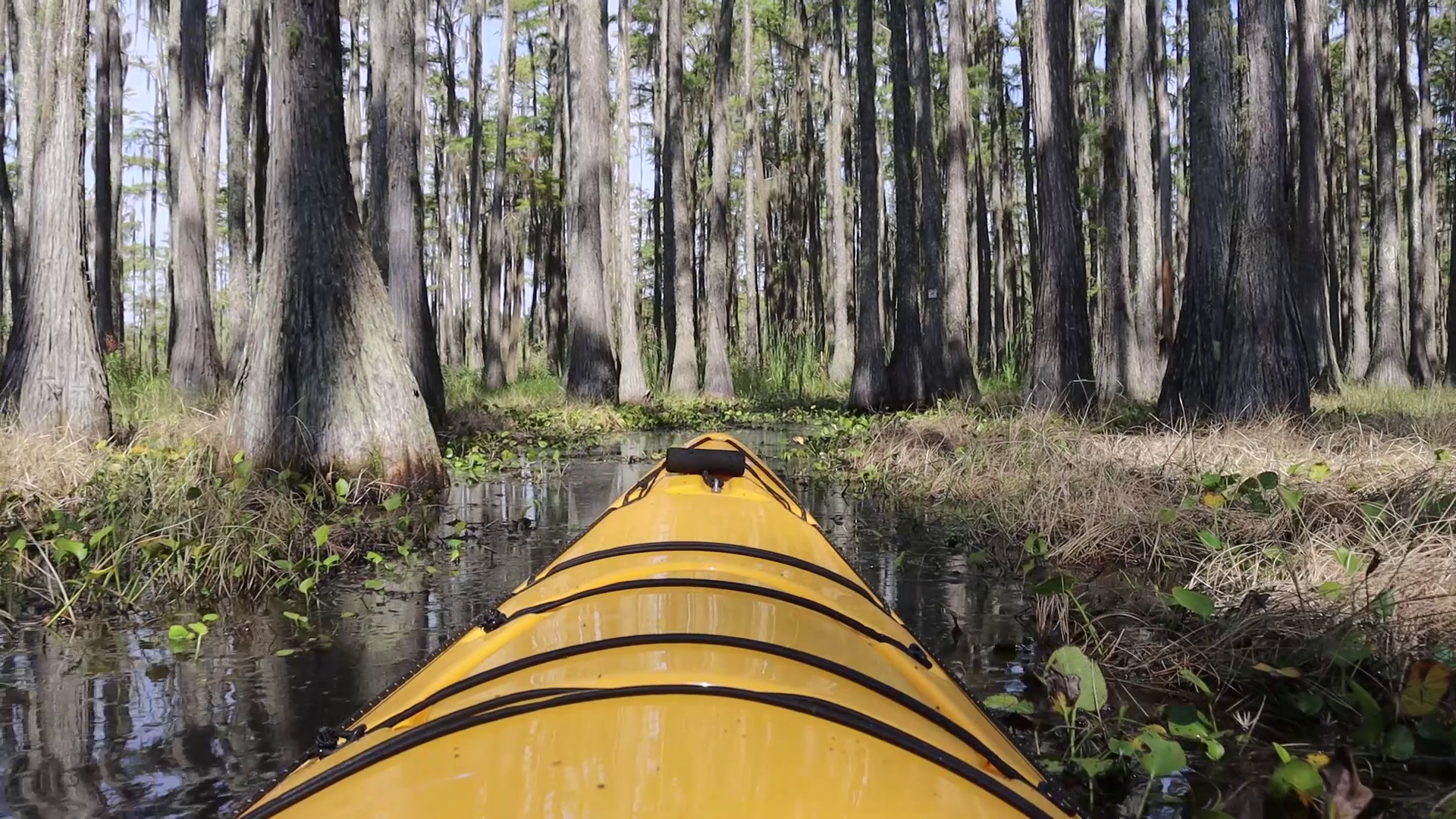 Lower Lake Lafayette: Kayak Tallahassee’s Hidden Swamp