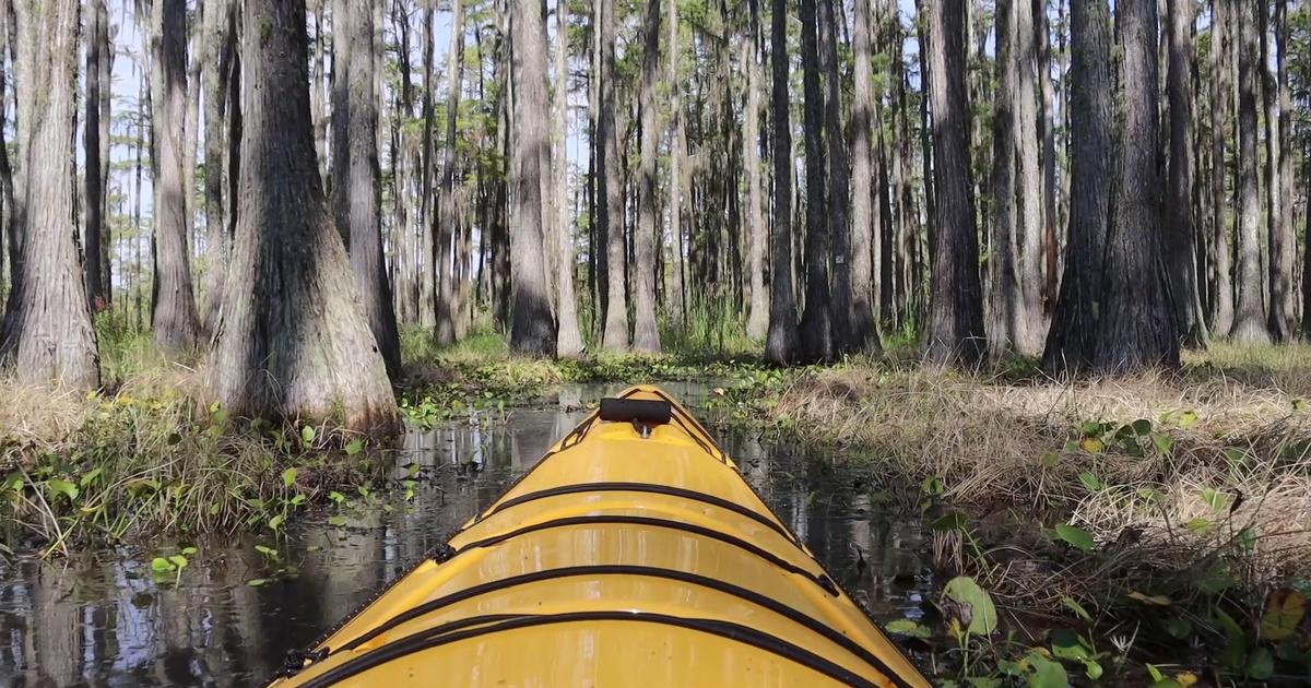 Local Routes Lower Lake Lafayette Kayak Tallahassee’s Hidden Swamp