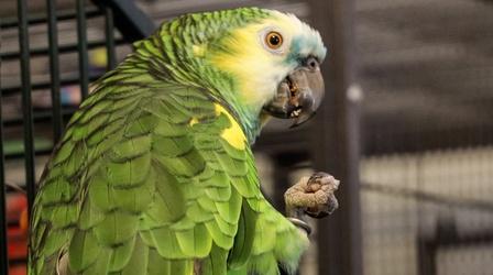 Video thumbnail: Animal Talk Bird Care