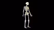 D4K: Skeletons