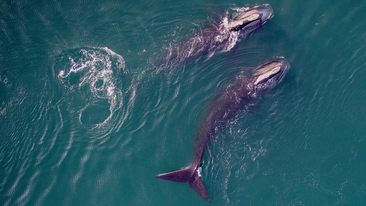 NOVA | Saving the Right Whale