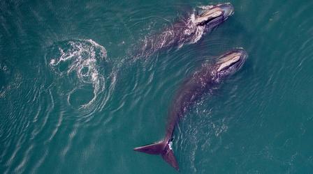 Video thumbnail: NOVA Saving the Right Whale