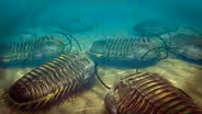 How Ancient Microbes Rode Bug Bits Out to Sea
