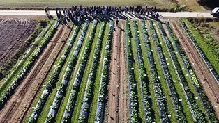 Brassica Field Day