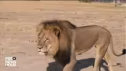 African Lions