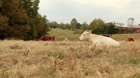 Video thumbnail: Live Green Tennessee Live Green Tennessee 1110