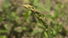 Video thumbnail: Backyard Farmer Backyard Farmer: Earthworms & Growing Asparagus