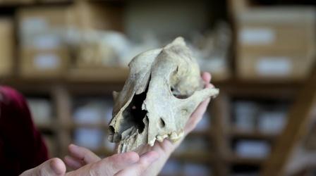 Video thumbnail: NOVA Can Bones Reveal How Dogs Evolved from Wolves?