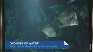 Shedd Aquarium Debuts ‘Wonder of Water’ Exhibit
