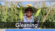 Gleaning