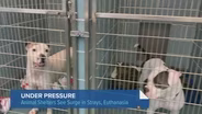 Chicago's City Shelter Sees Rise in Strays, Euthanasia