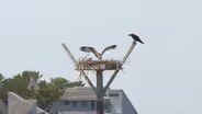 Osprey Population Rebounds in New Jersey