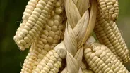 Native American Crops