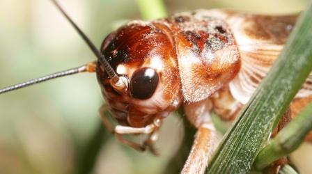 Video thumbnail: Deep Look Why Crickets Just Won't Shut Up