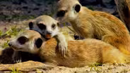 Happy Valentine's Day From Nature