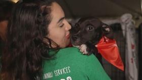 Video thumbnail: Your South Florida Pet Adoptions & Volunteering
