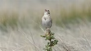 Grassland Sparrows, Fort Boggy Fun, Wildlife Selfies